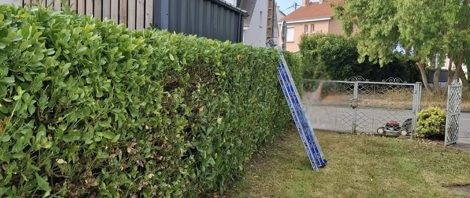 Petit élagage et soin des arbres
